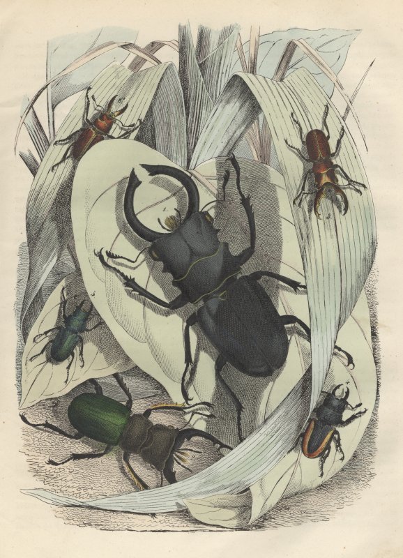Ilustracja książkowa przedstawiająca owady